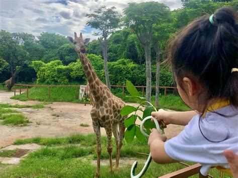 Dafür, esplorate il meraviglioso Shenzhen Safari Park! Un paradiso per gli amanti della natura e degli animali esotici!