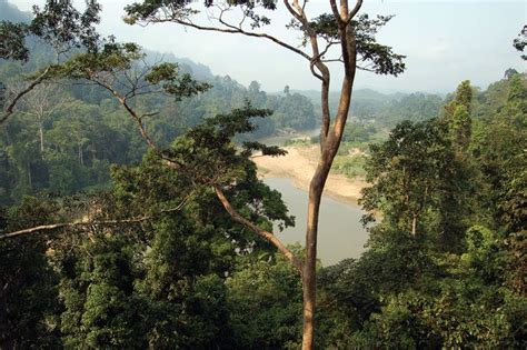 Il Taman Negara: Un antico santuario tropicale ricco di fauna selvatica!